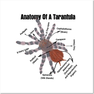 Anatomy of a Tarantula Posters and Art